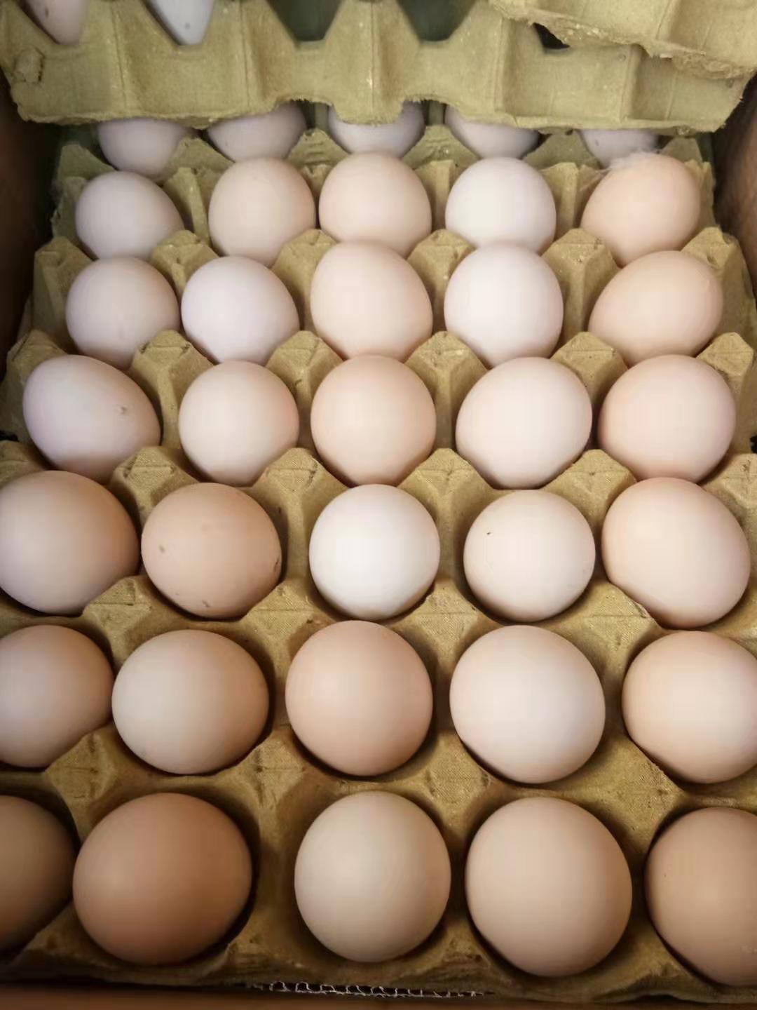 鸡蛋(12板)