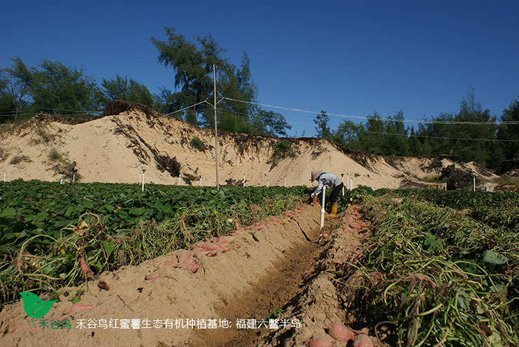 六鳌蜜薯红薯福建漳州六鳌红心地瓜5斤