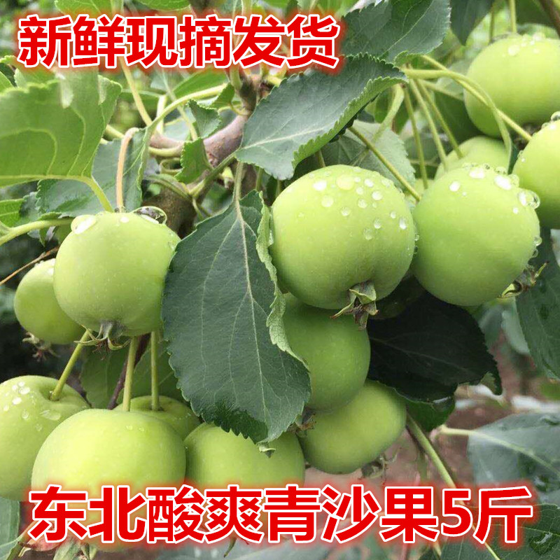 东北青绿沙果海棠果新鲜水果5斤包邮青绿沙果海棠果酸爽孕妇水果