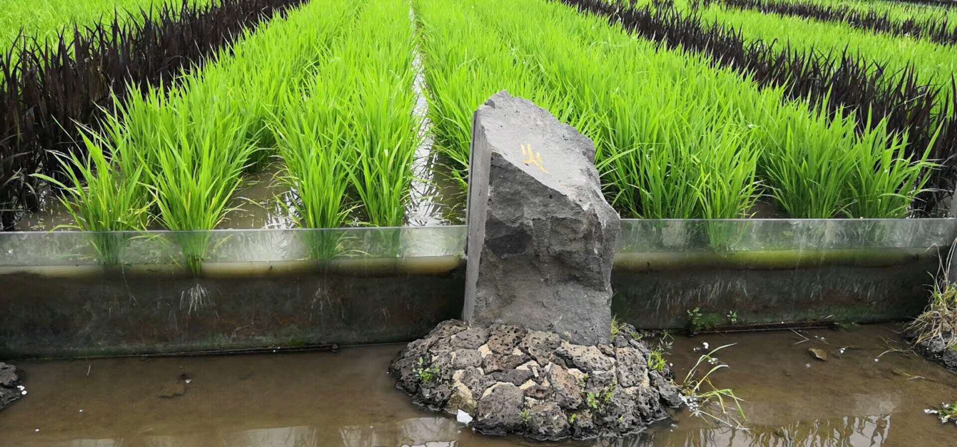 响水大米石板香龙稻5公斤箱