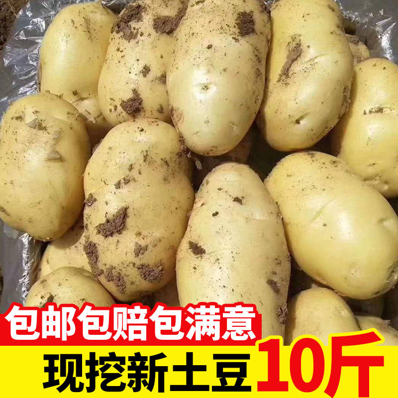 新鲜大土豆5/10斤新鲜现挖洋芋黄心小土豆批发马铃薯非农家蔬菜