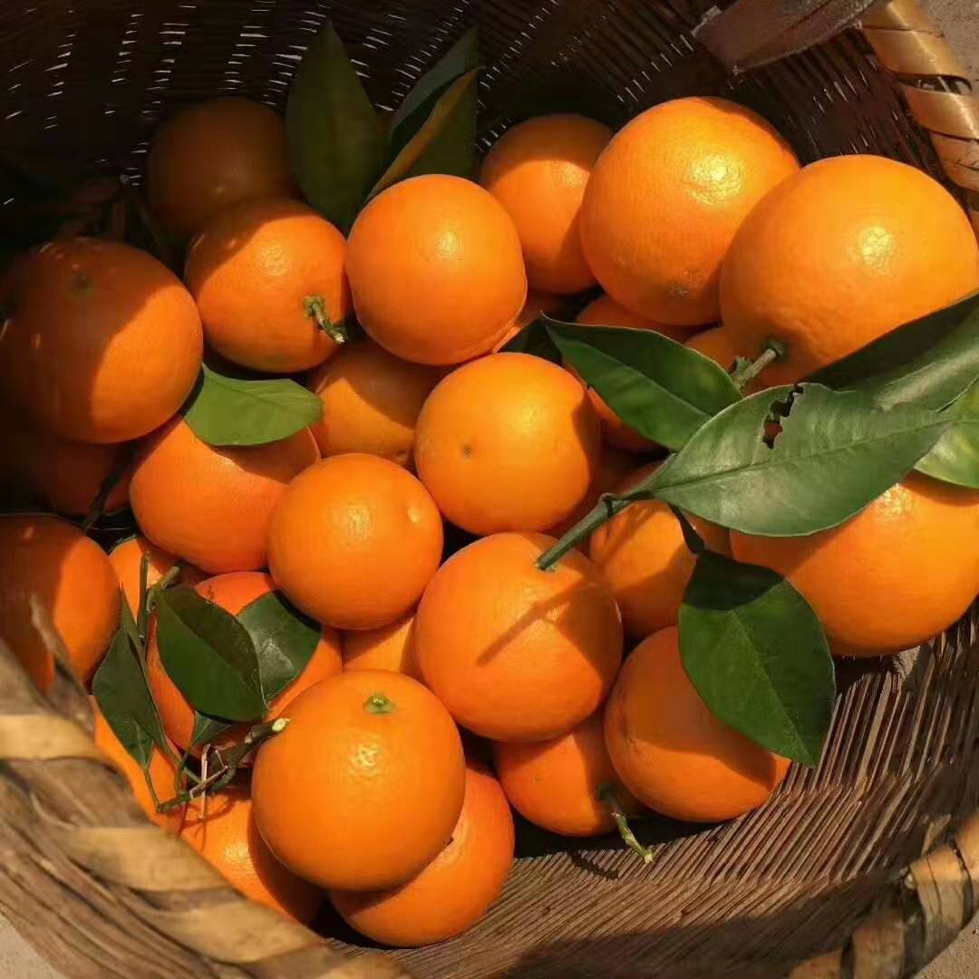 麻阳冰糖橙果期图片