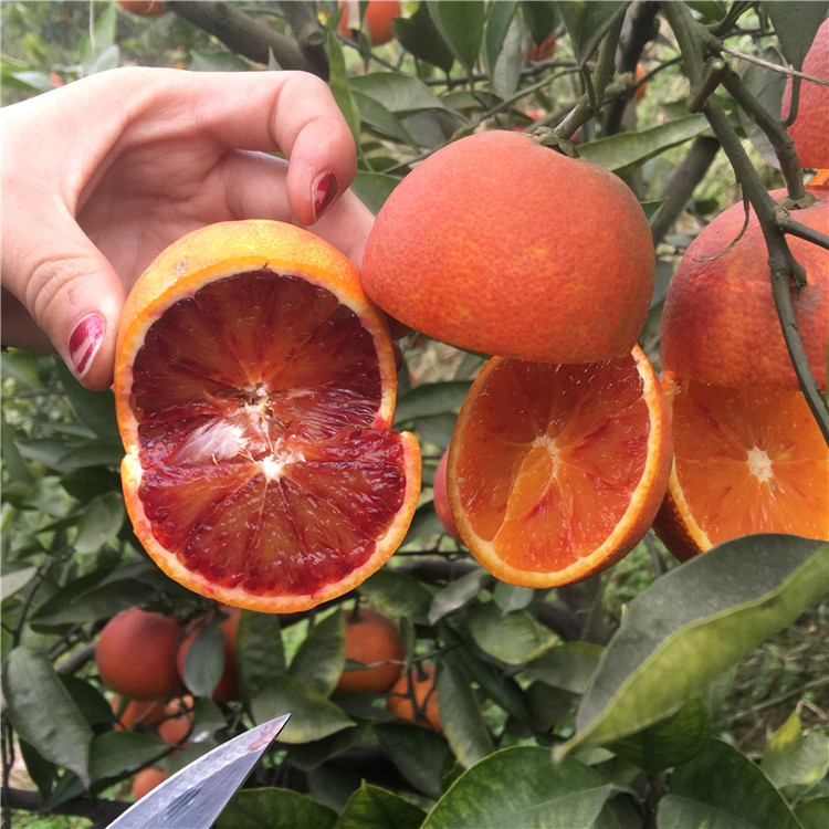 资中塔罗科血橙新鲜当季水果橙子