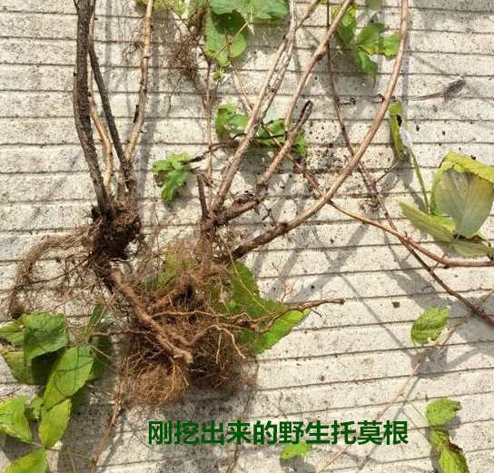 托莫根植物图图片图片